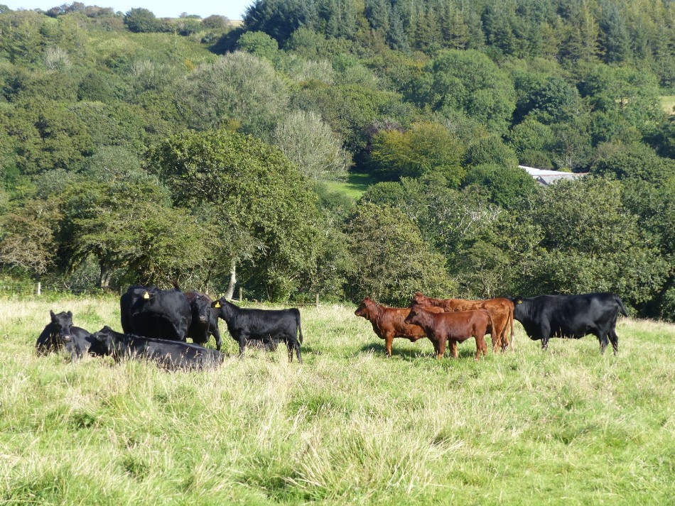 Dexter Cattle in a field