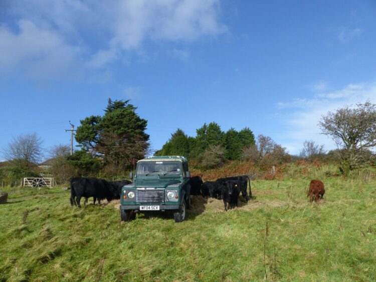 Dexter Cattle in a field