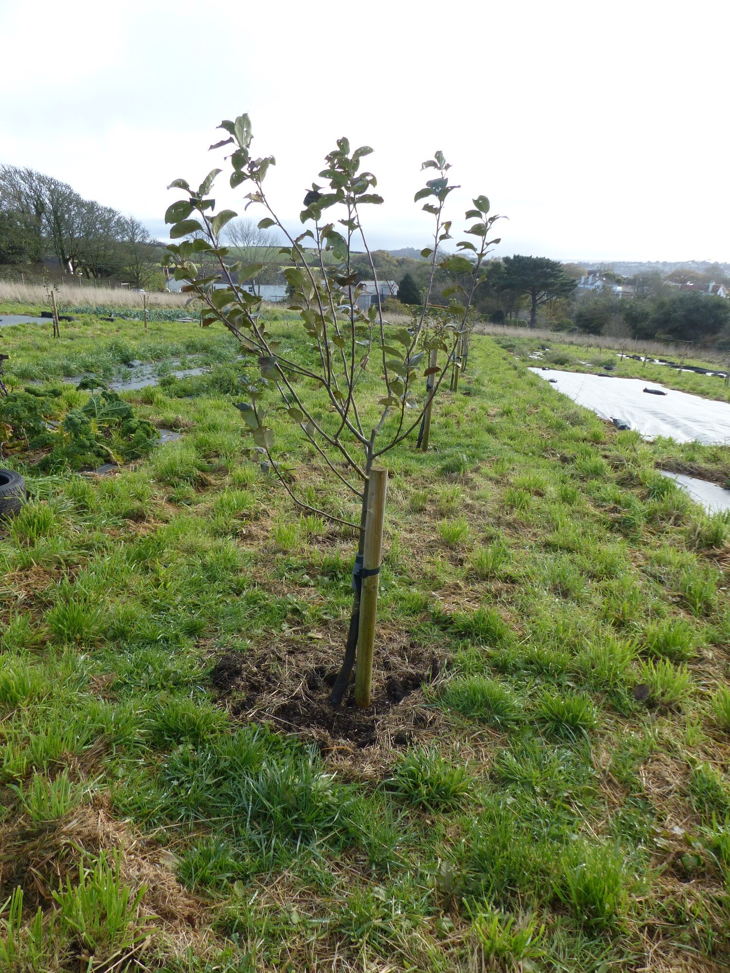 Newly-planted Cornish apple tree