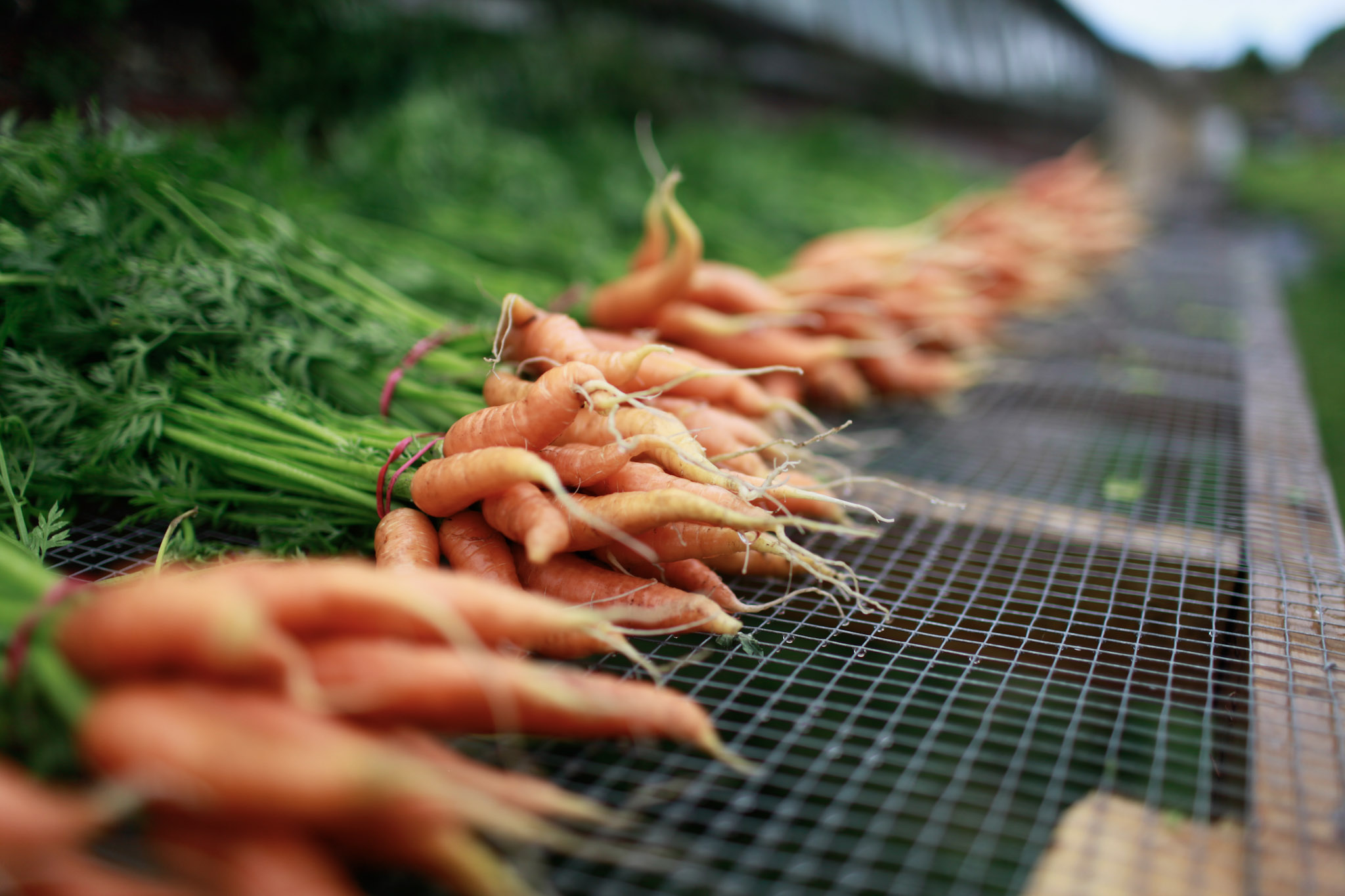 Carrots on sale