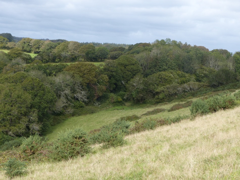 Green fields and hedges